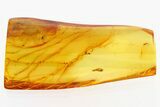 Fossil Fly Larva (Diptera) In Baltic Amber #284575-1